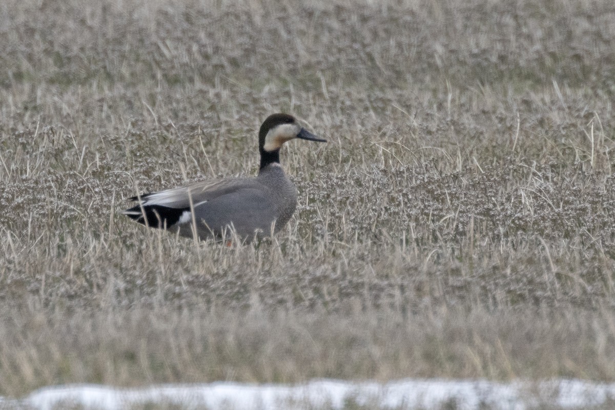 Gadwall x Northern Pintail (hybrid) - ML616701469