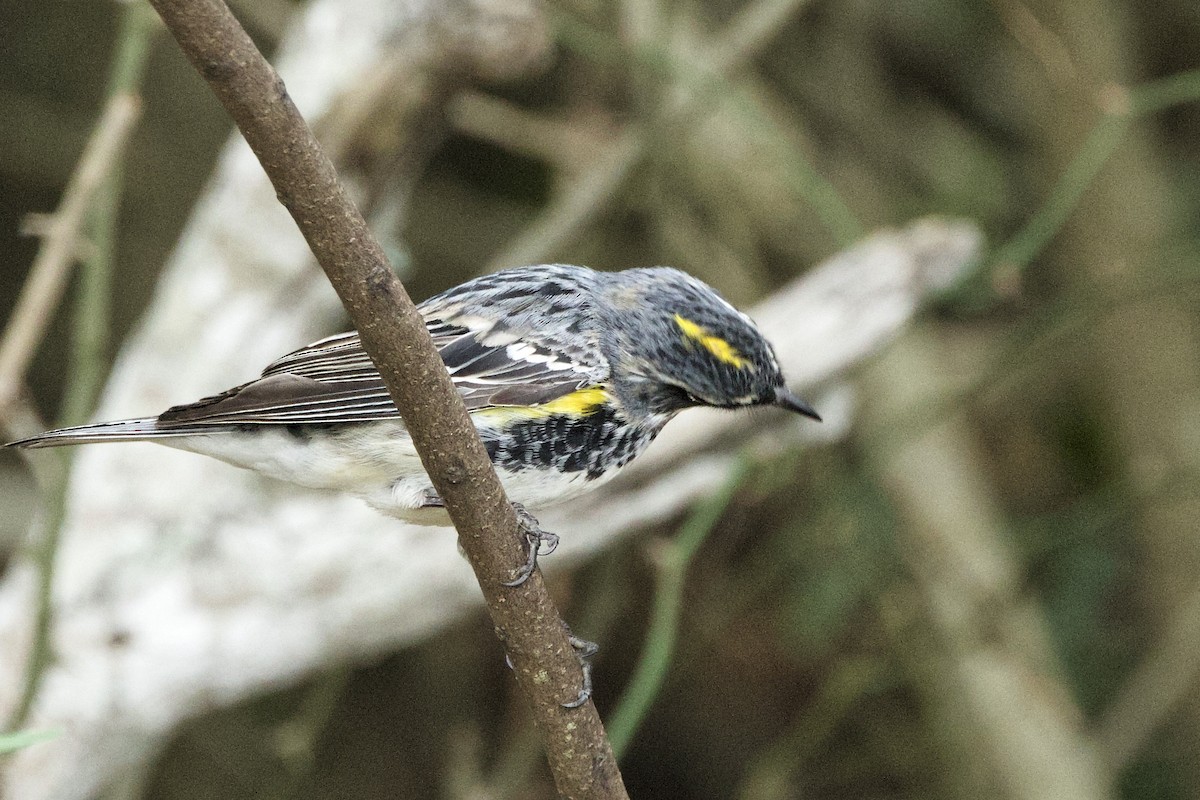 lesňáček žlutoskvrnný (ssp. coronata) - ML616701478