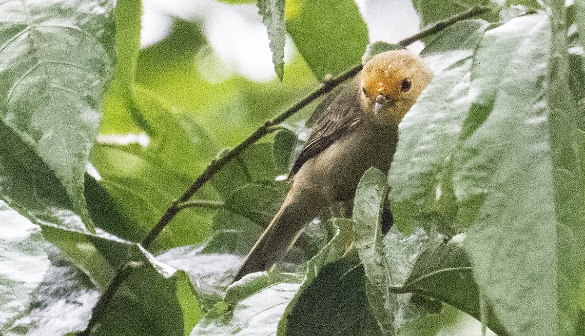 Orange-fronted Plushcrown - ML616701510