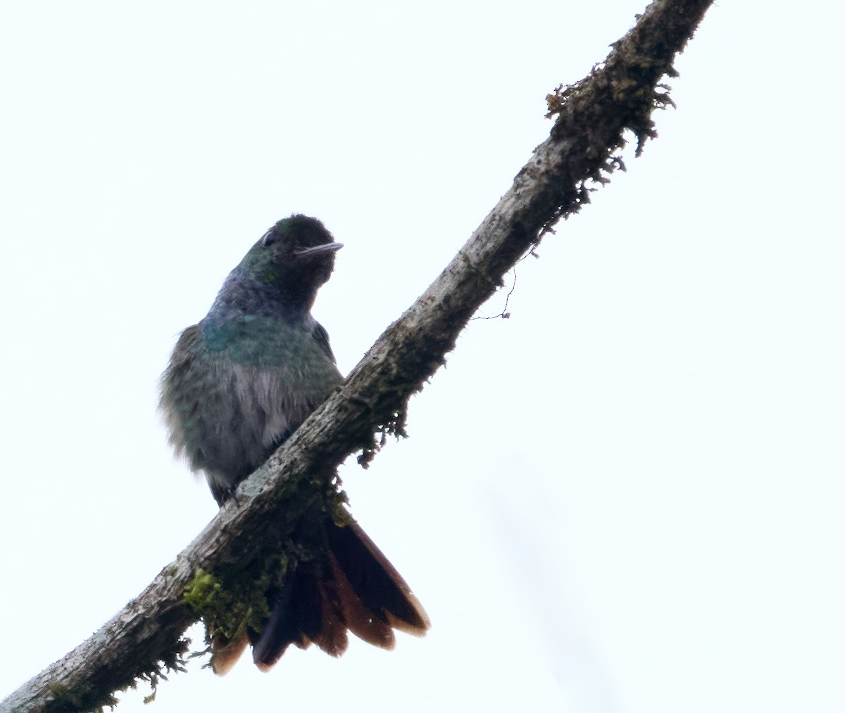 Blue-chested Hummingbird - ML616701535