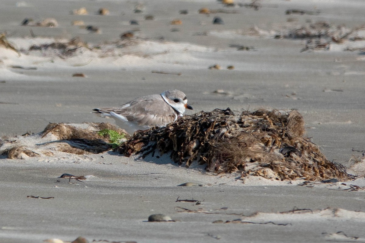 Piping Plover - ML616701557