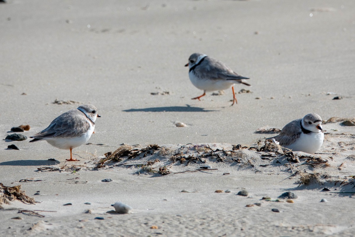 Piping Plover - ML616701582
