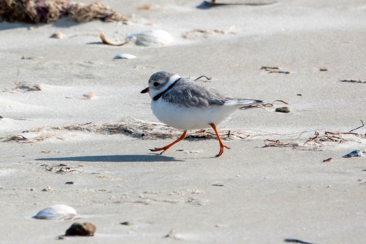 Piping Plover - ML616701587