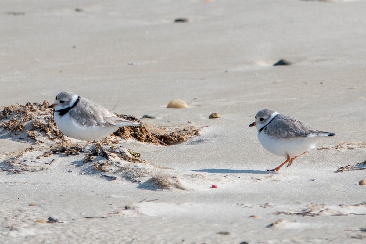 Piping Plover - ML616701594