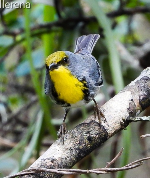 Olive-capped Warbler - Orlando Llerena