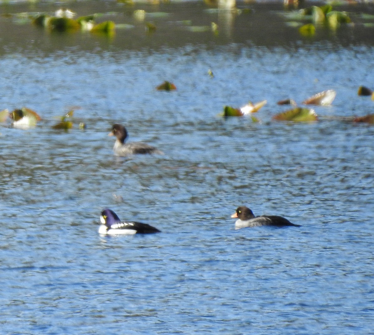 Barrow's Goldeneye - ML616701632