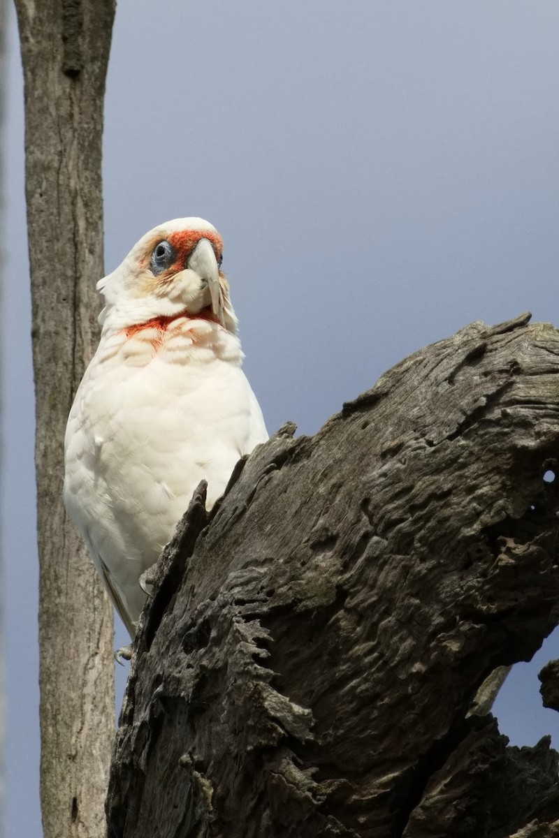 Long-billed Corella - ML616701669