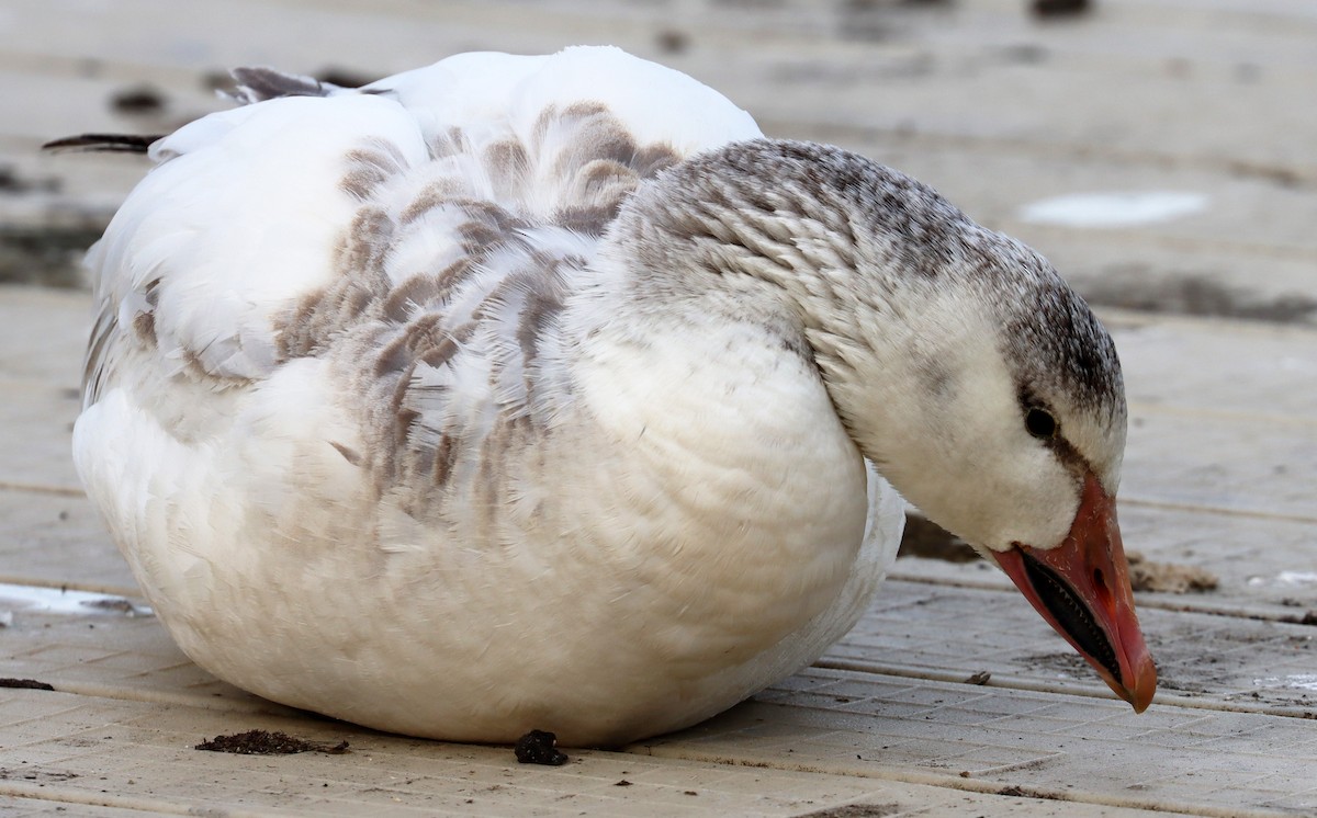 Snow Goose - ML616701679