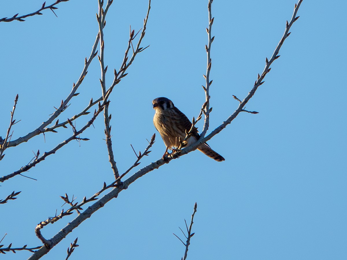 American Kestrel - ML616701682