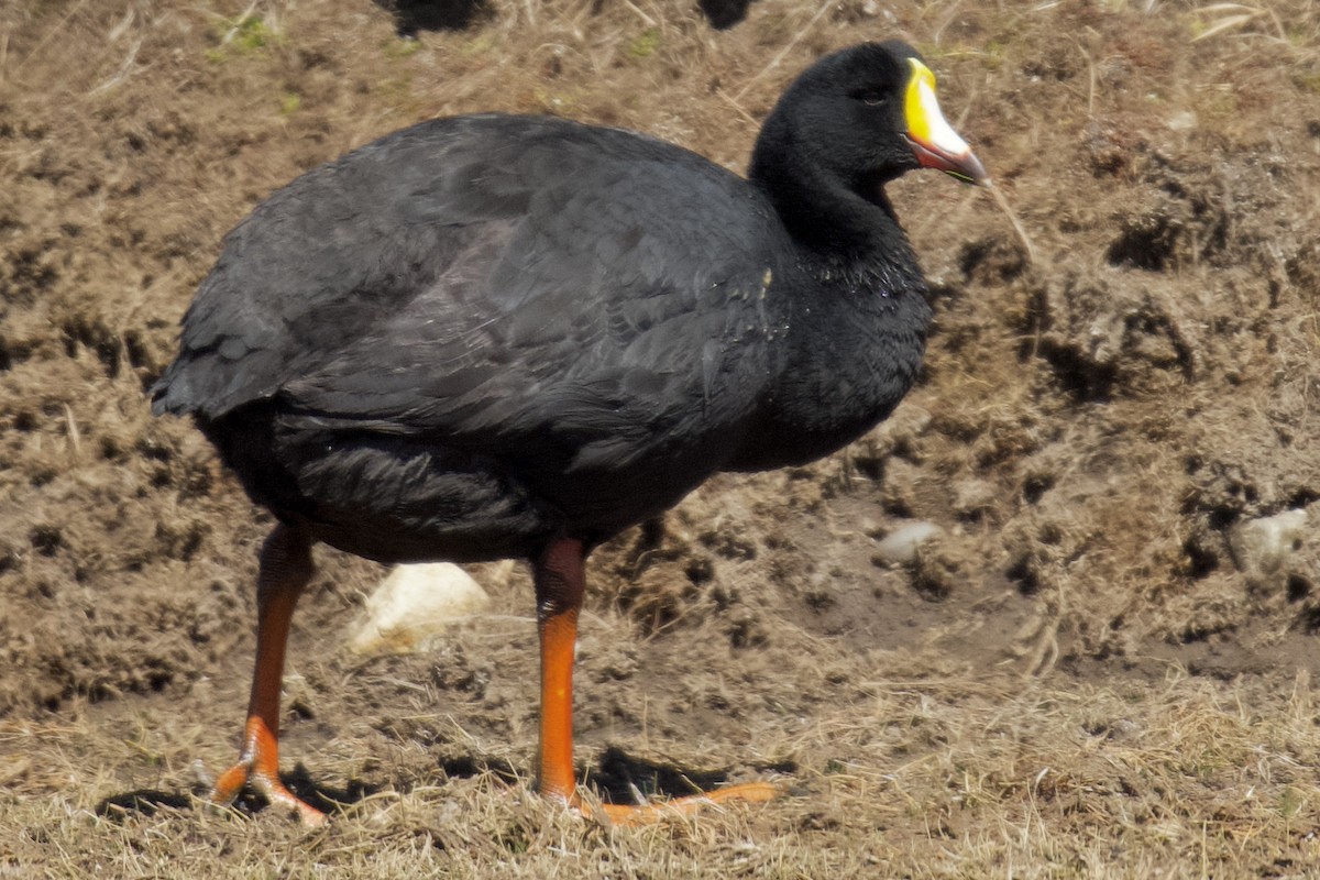 Giant Coot - ML616701683