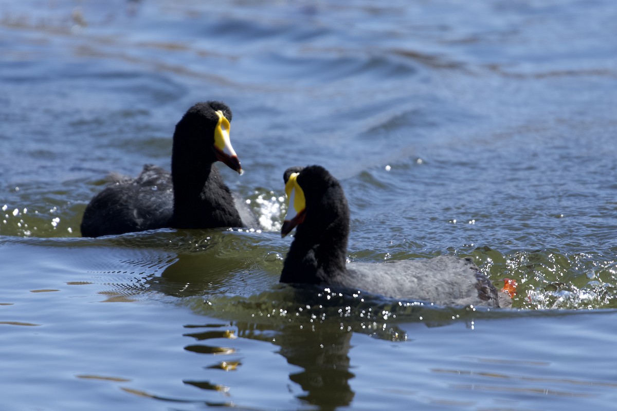 Giant Coot - ML616701702