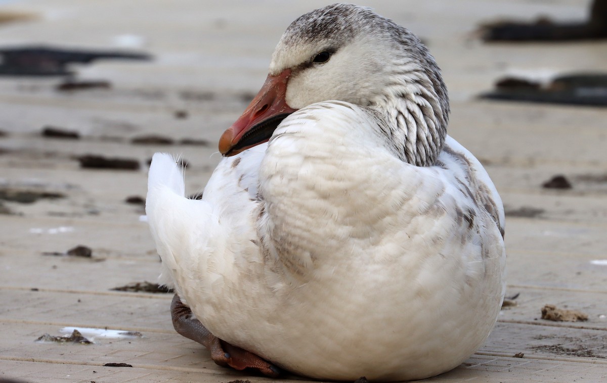 Snow Goose - ML616701715