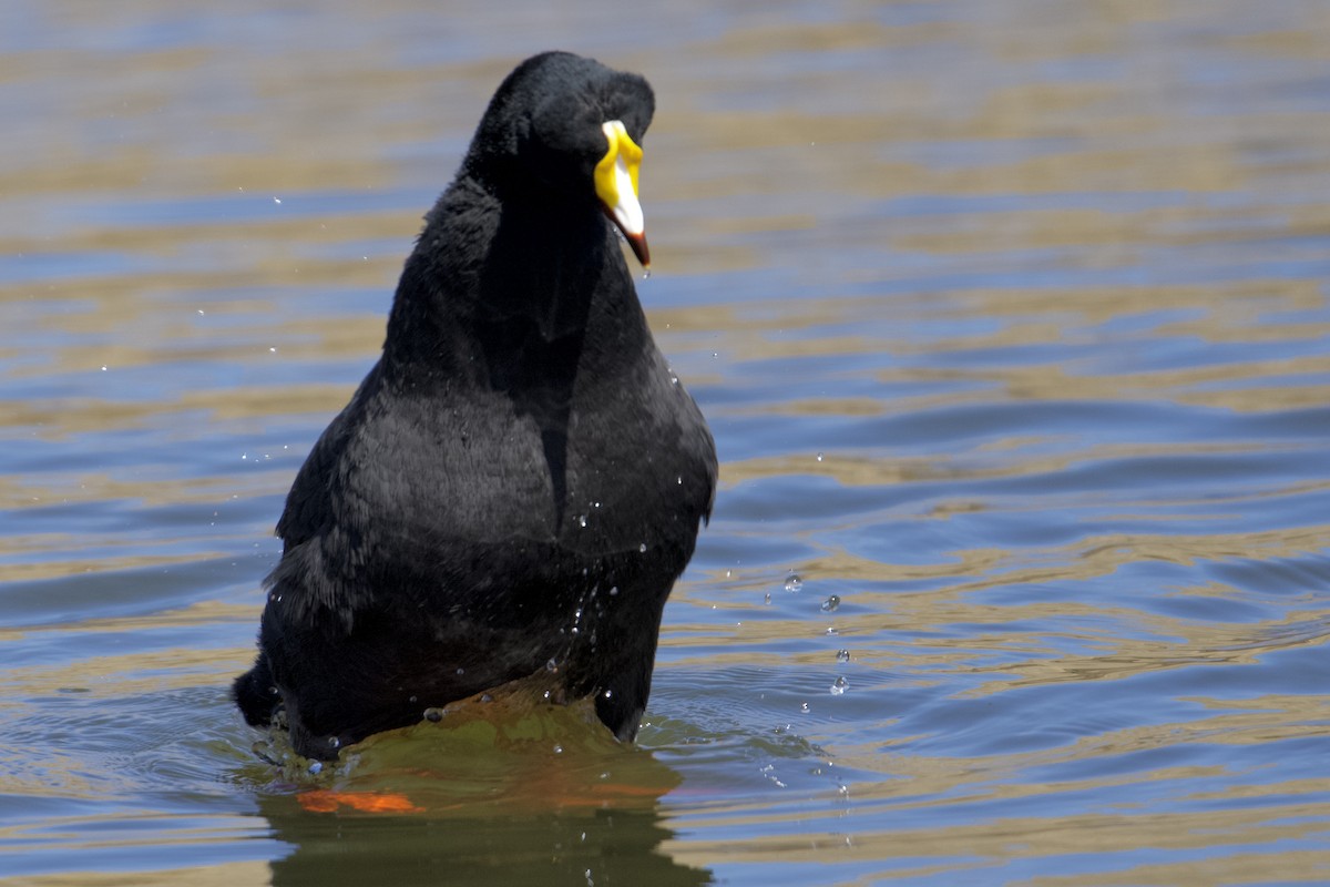 Giant Coot - ML616701719