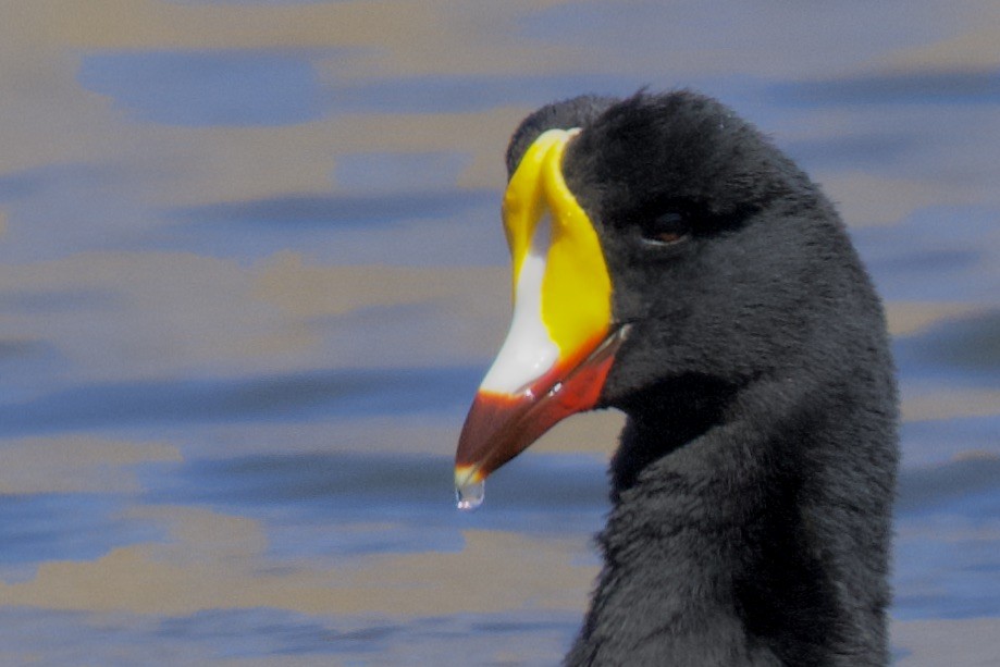 Giant Coot - ML616701723