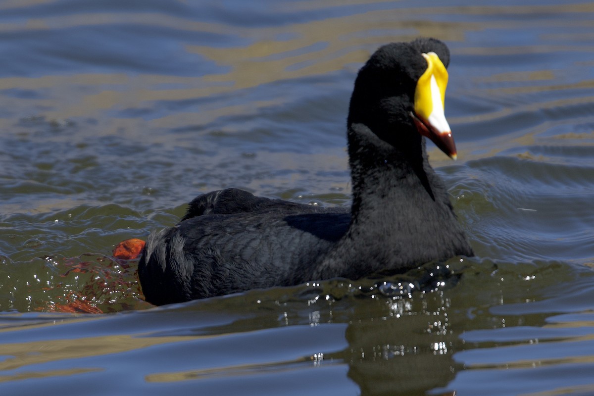 Giant Coot - Debbie Metler