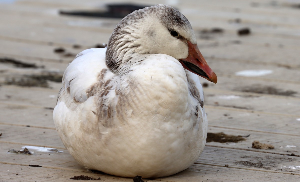 Snow Goose - Stefan Mutchnick