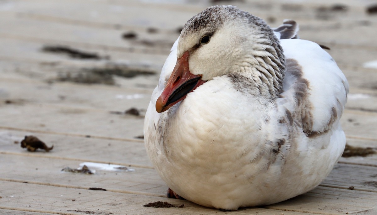 Snow Goose - Stefan Mutchnick