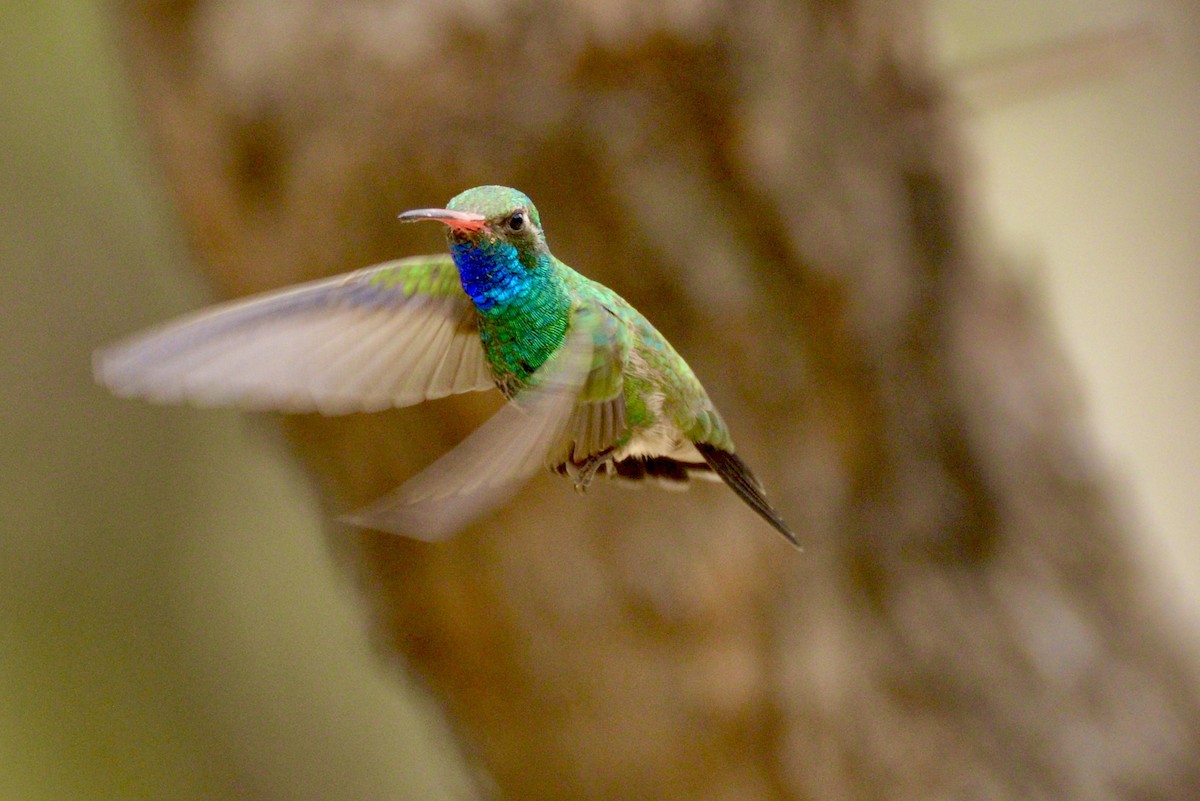 Broad-billed Hummingbird - Vic Dillabaugh
