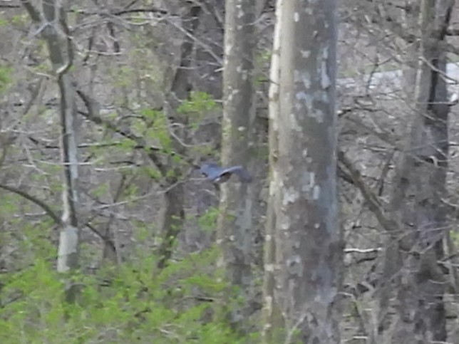 Sharp-shinned/Cooper's Hawk - ML616701776