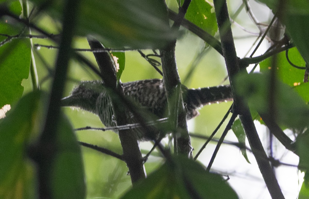 Bamboo Antshrike - ML616701782