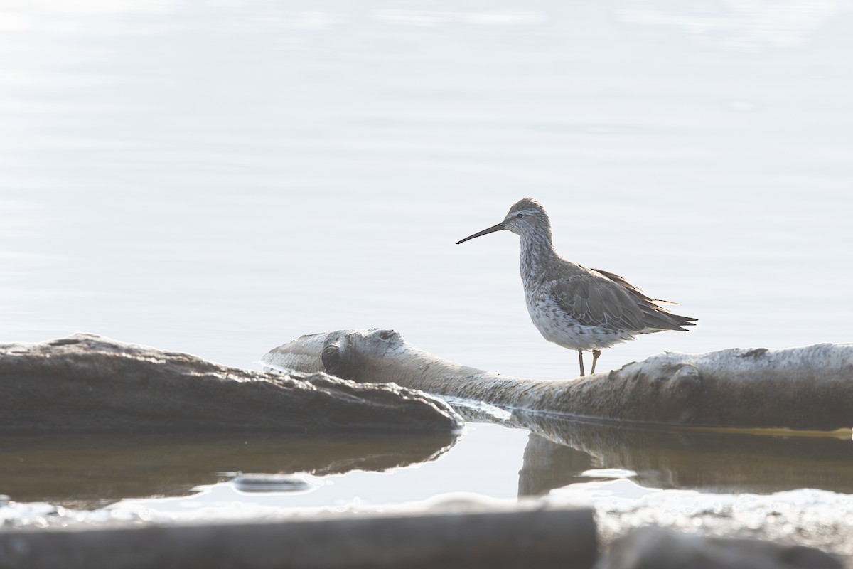 Stilt Sandpiper - ML616701787