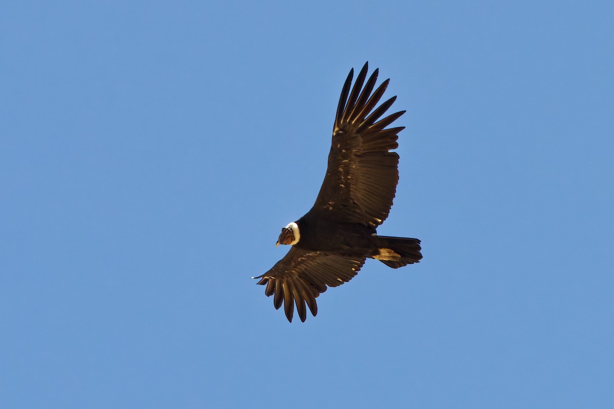 Andean Condor - Robert Doster