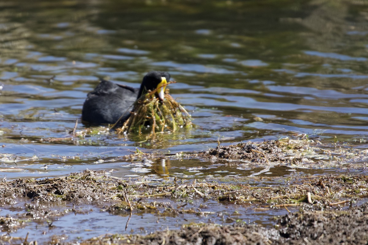 Giant Coot - ML616701816