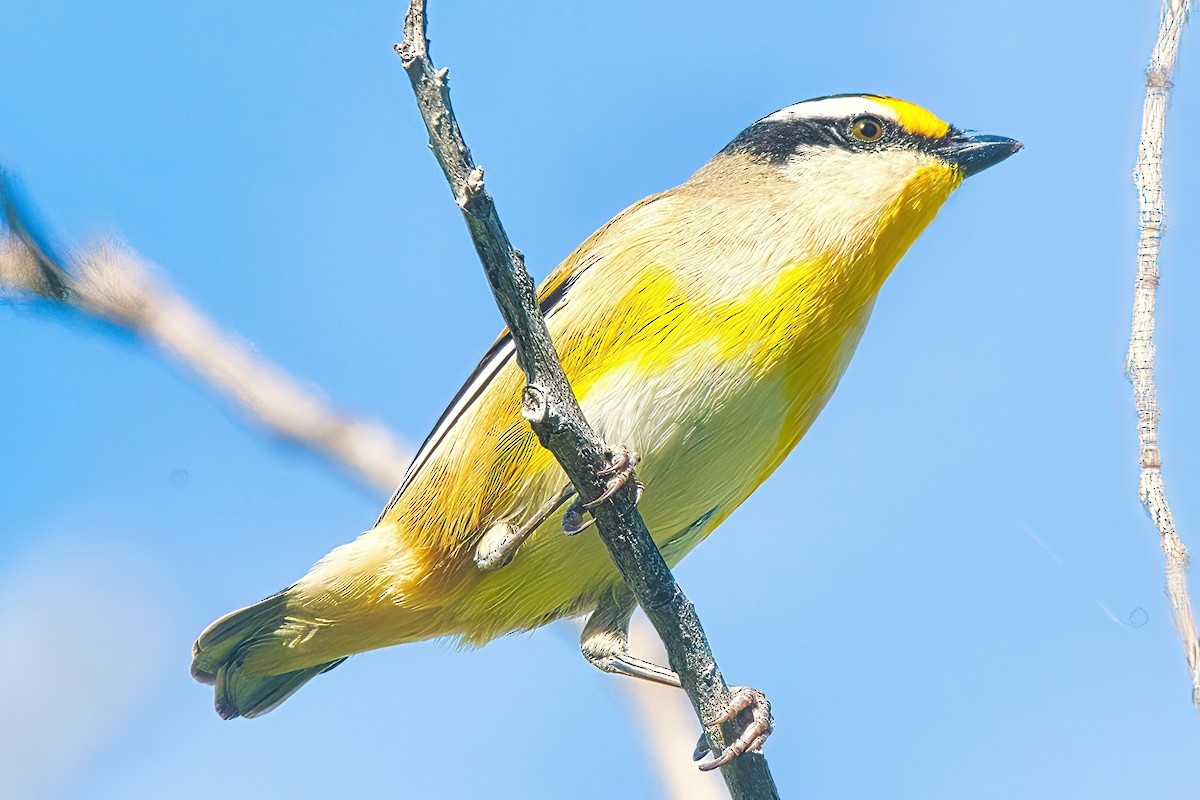 Pardalote Estriado (grupo melanocephalus) - ML616701835