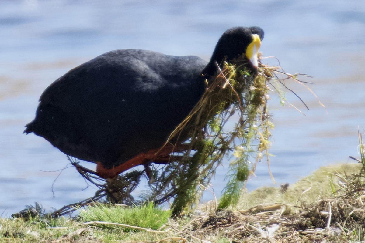 Giant Coot - ML616701853