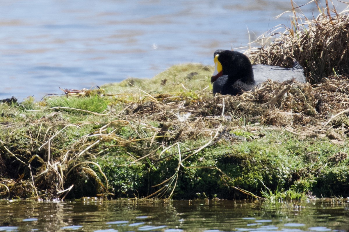 Giant Coot - ML616701903