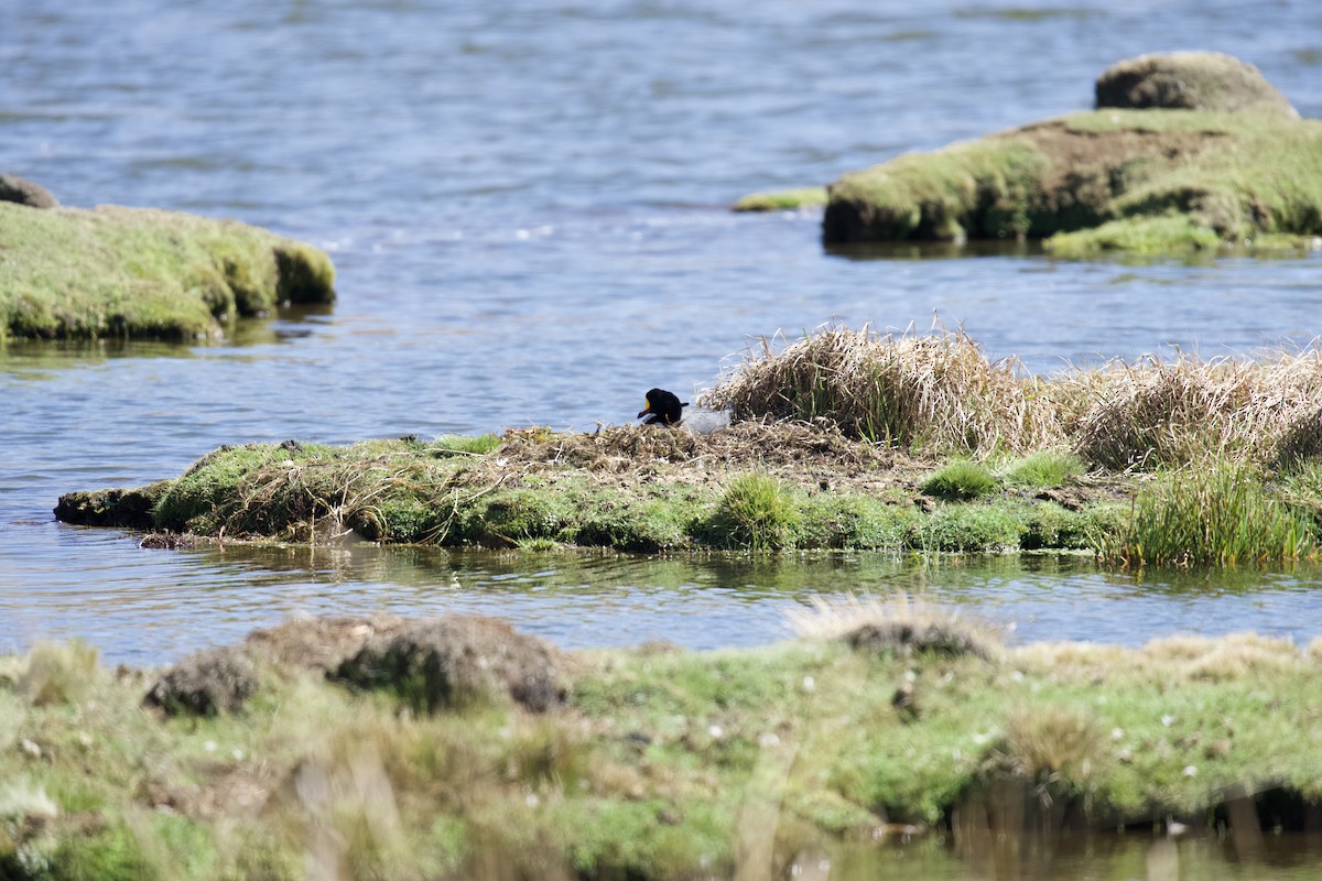 Giant Coot - ML616701924