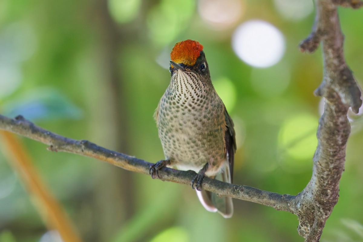 Green-backed Firecrown - Robert Doster