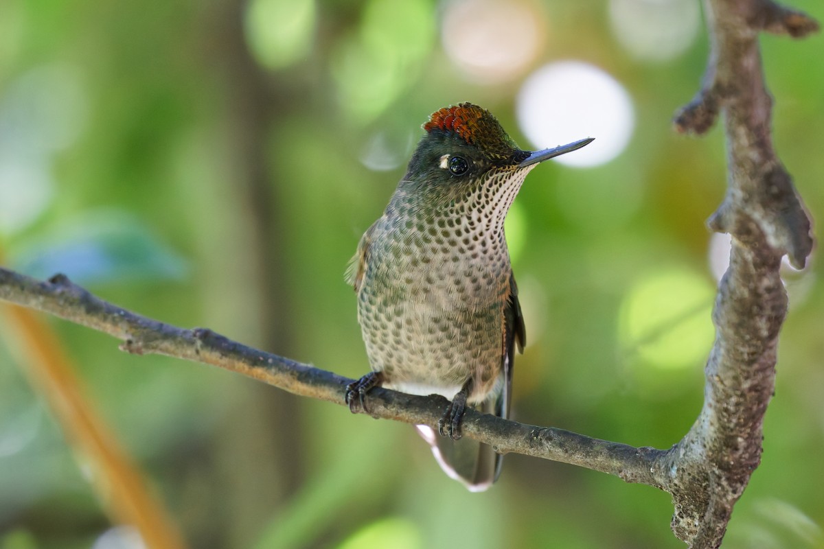 Green-backed Firecrown - Robert Doster