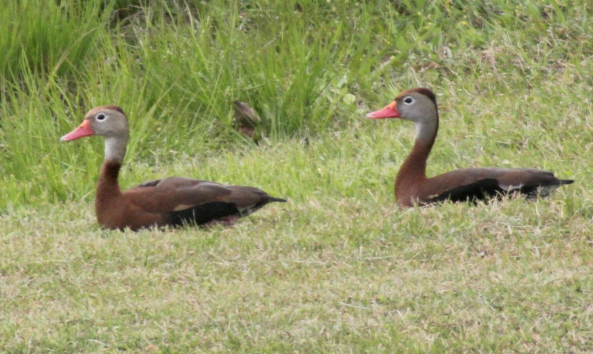 Black-bellied Whistling-Duck - ML616702034