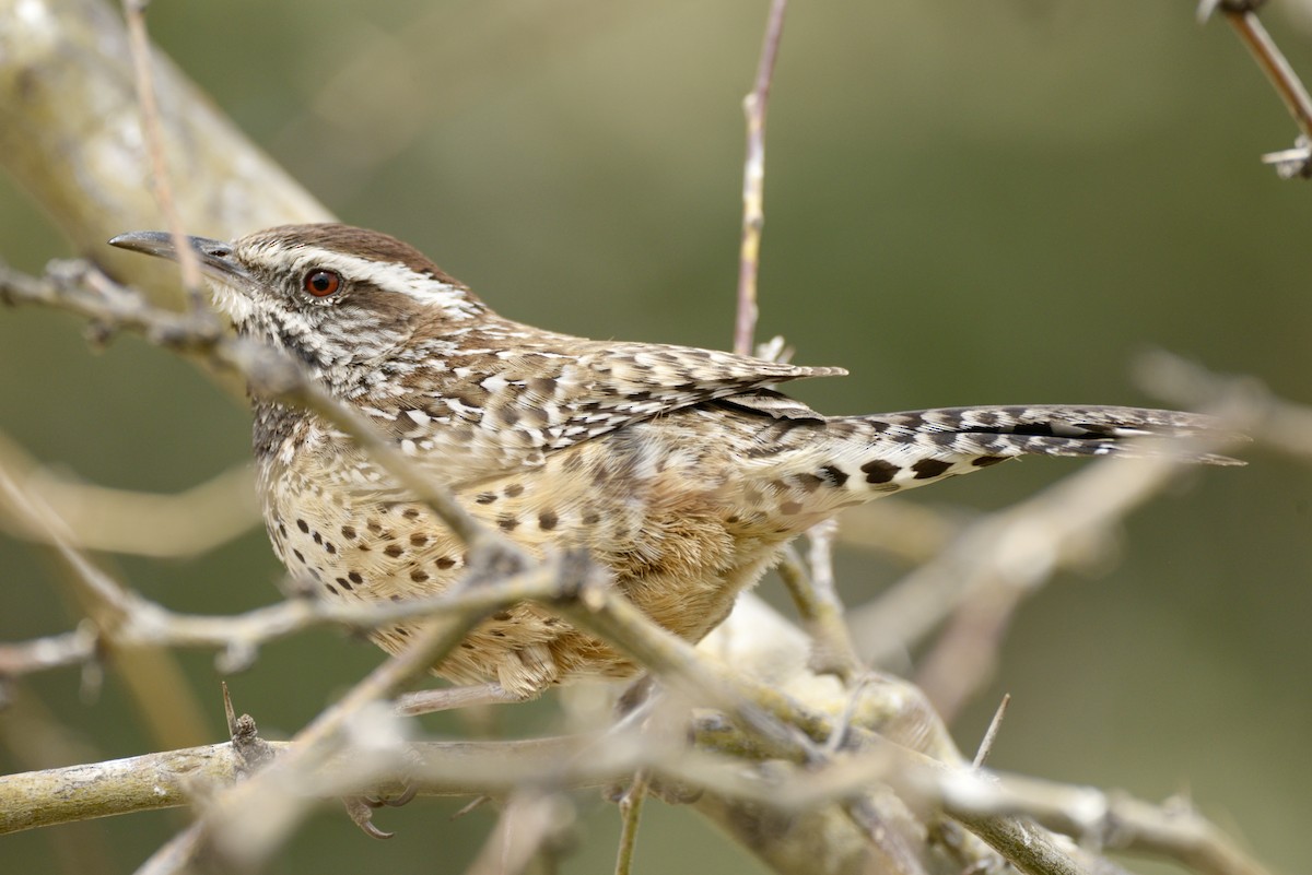 Cactus Wren - Vic Dillabaugh