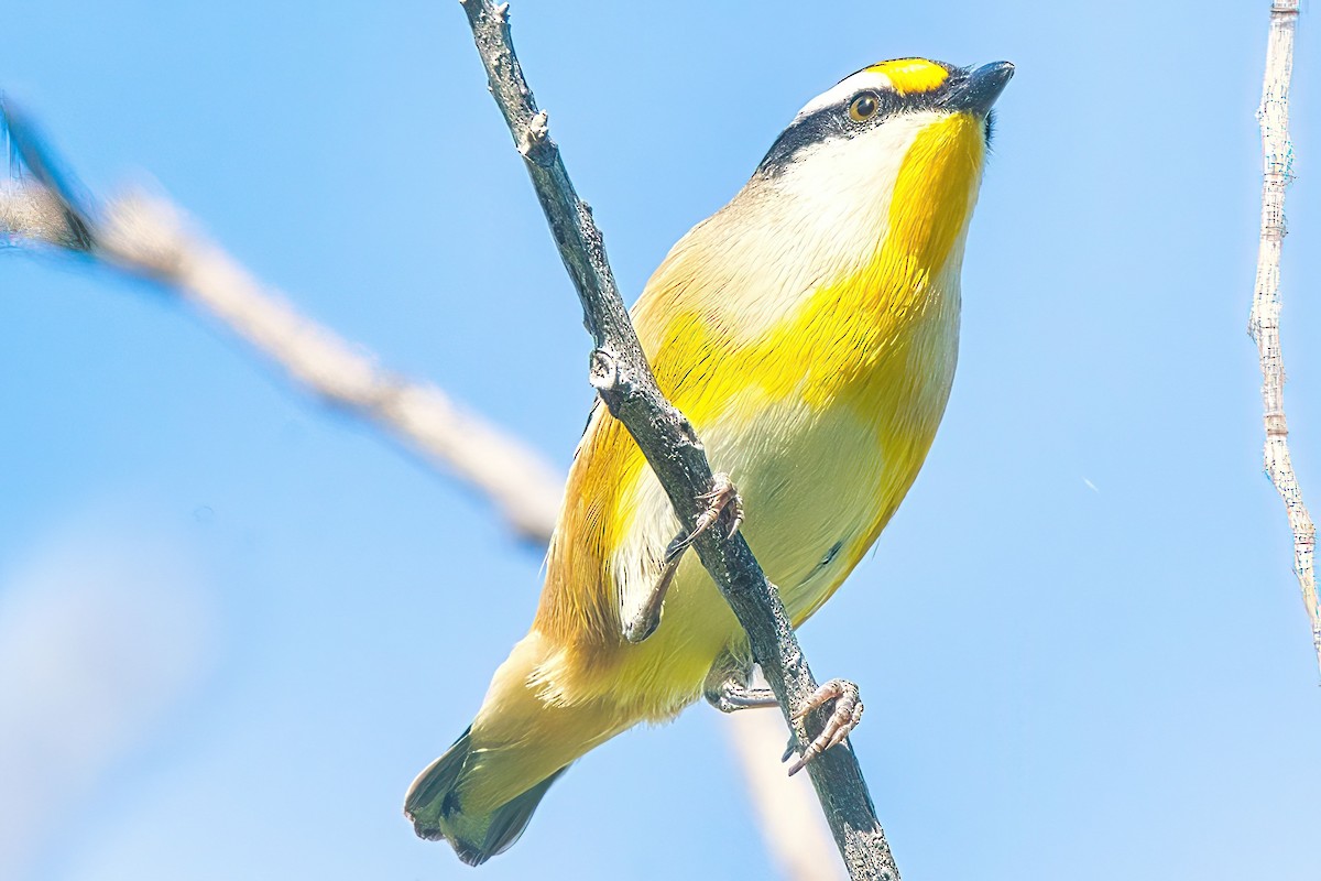 Pardalote Estriado (grupo melanocephalus) - ML616702038