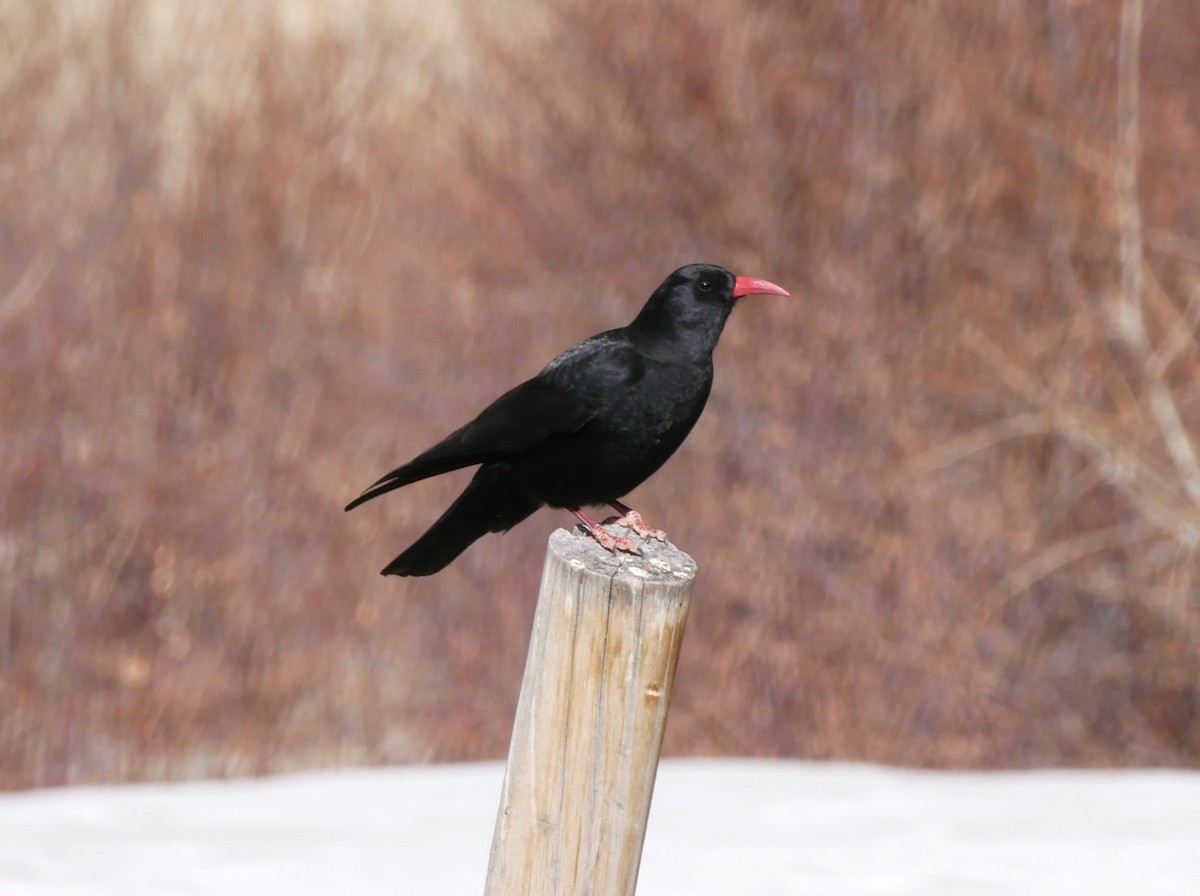 Red-billed Chough - Brett Hartl