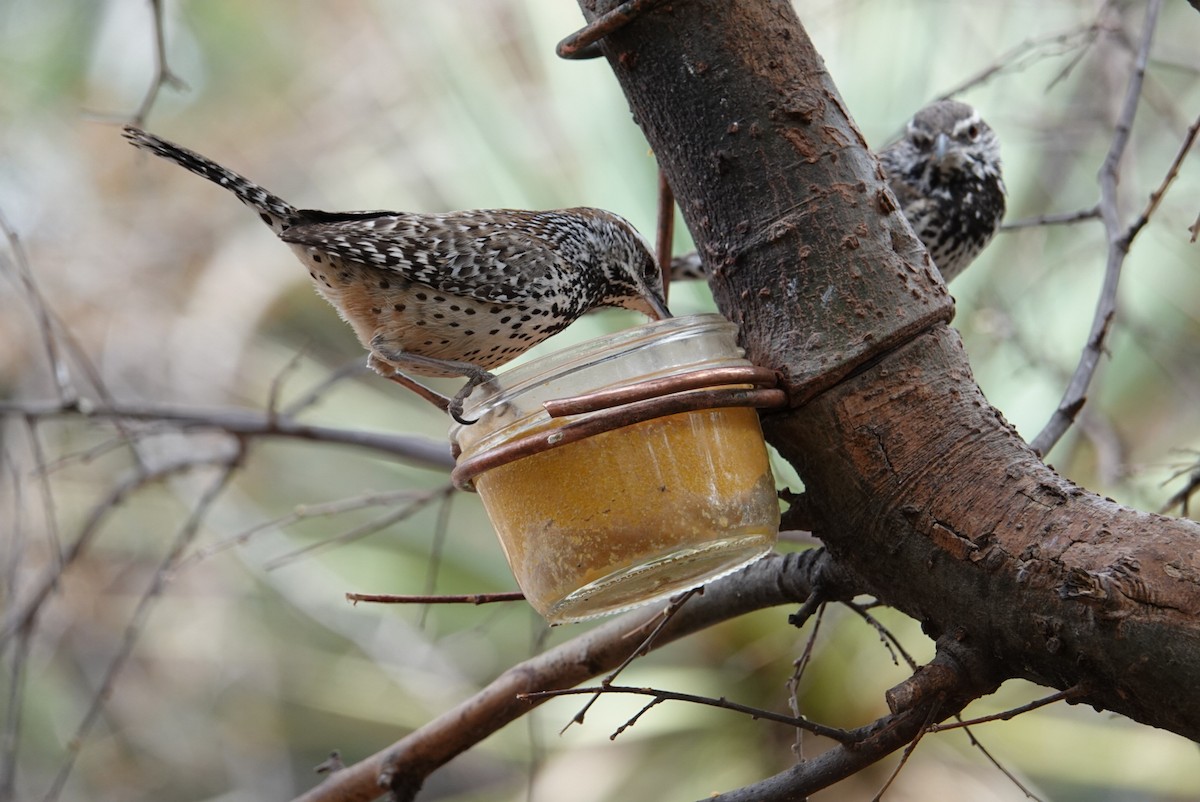 Cactus Wren - Terry Pollock