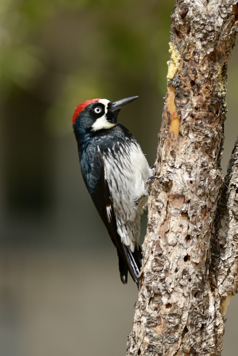 Acorn Woodpecker - ML616702074