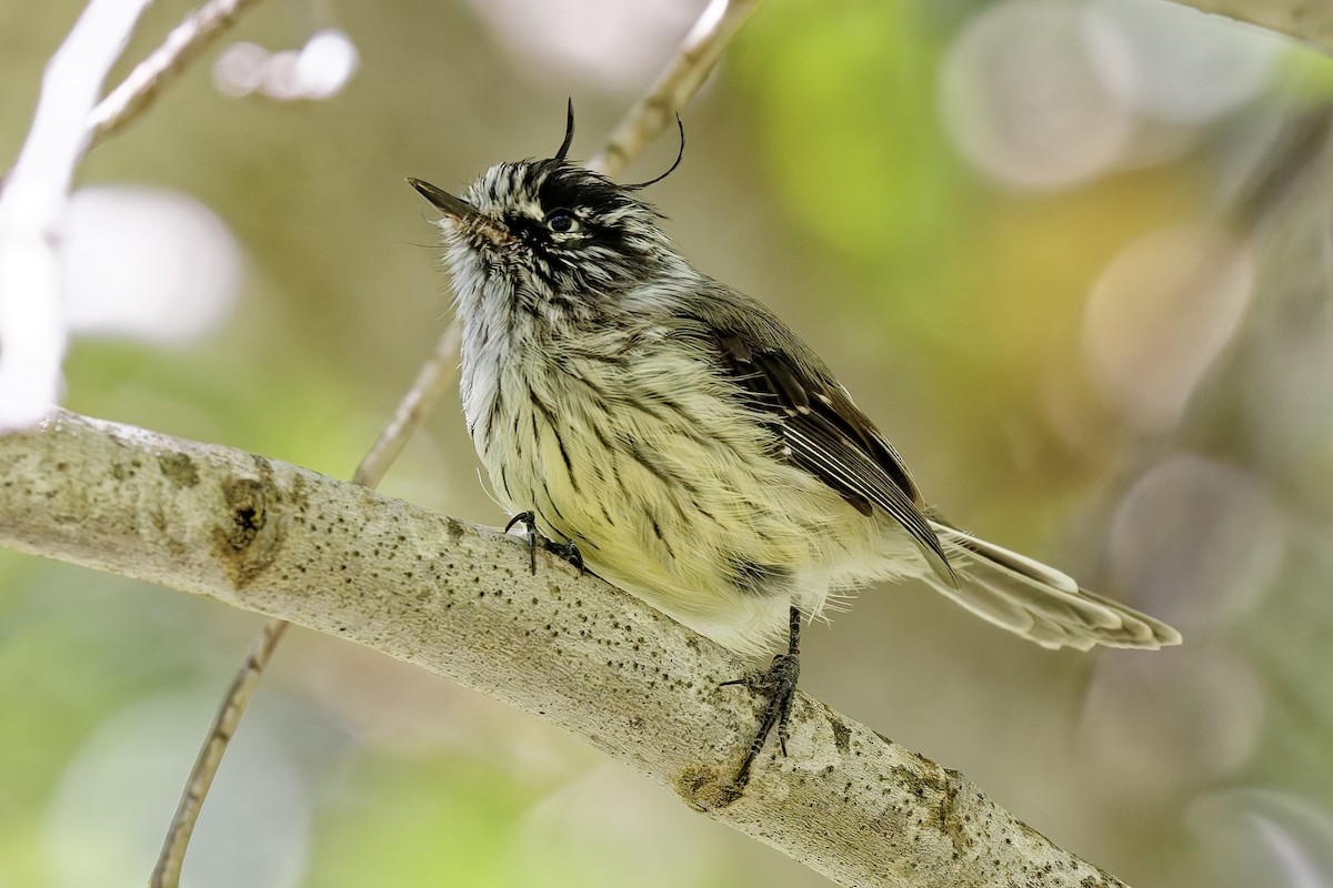 Tufted Tit-Tyrant - Robert Doster