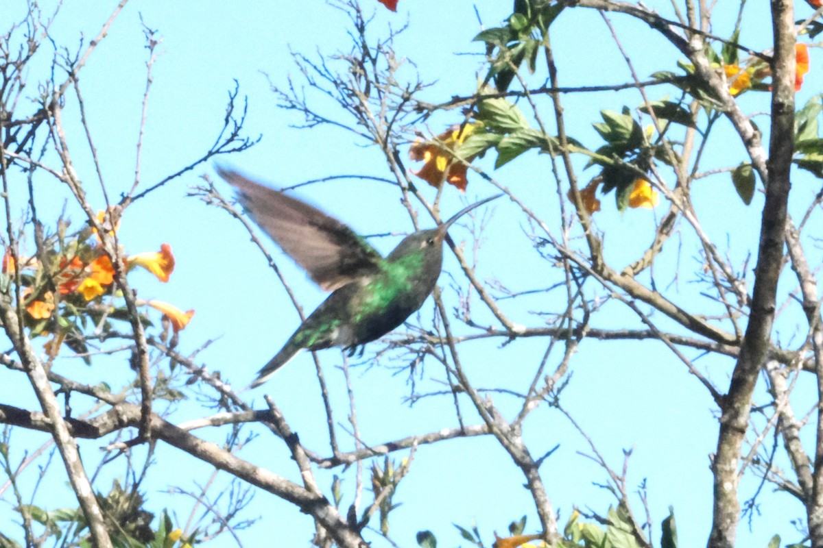 kolibřík aksamitový - ML616702106