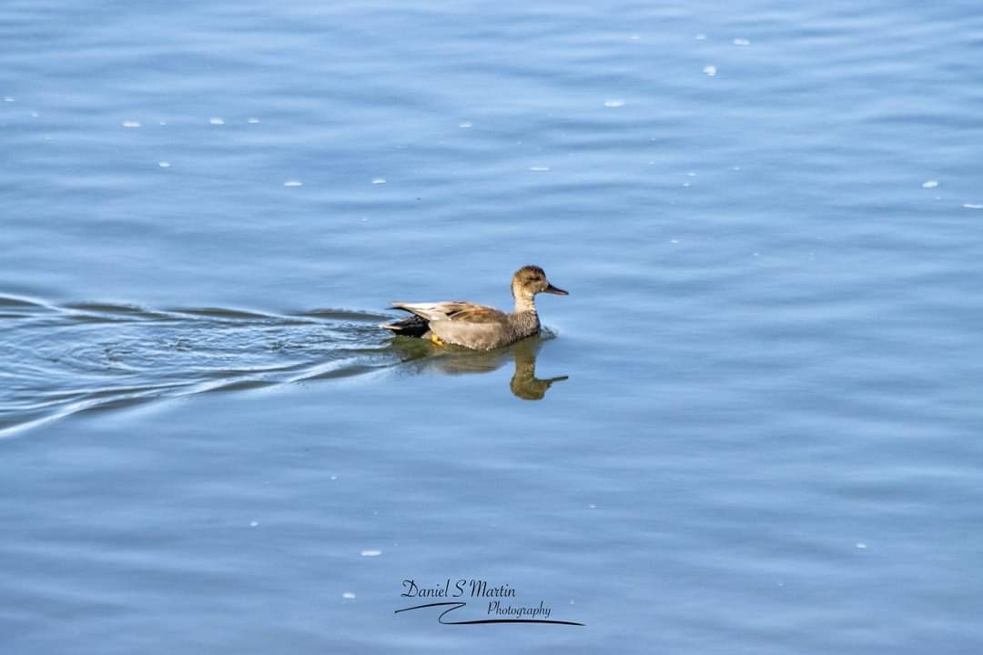 Gadwall - ML616702128