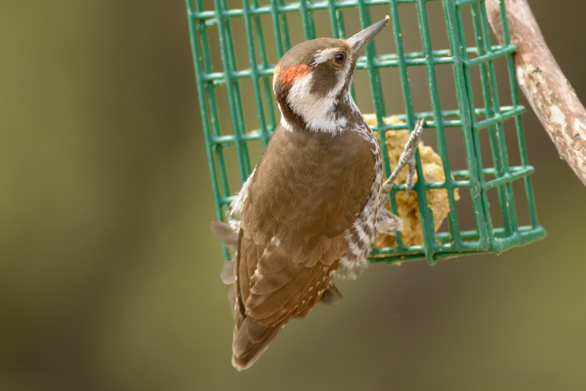 Arizona Woodpecker - Vic Dillabaugh