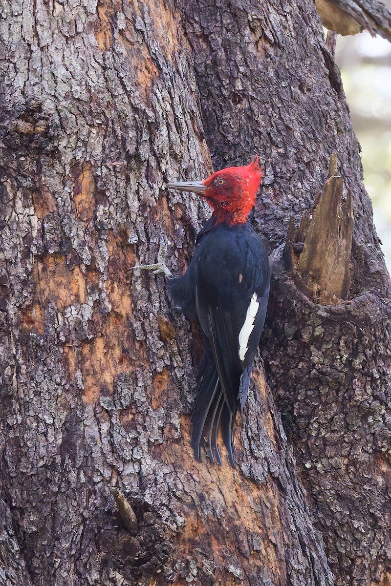 Magellanic Woodpecker - Robert Doster