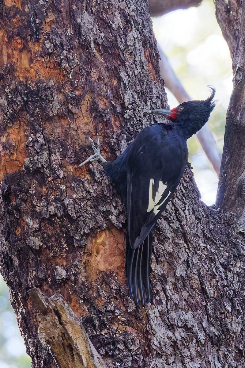 Magellanic Woodpecker - Robert Doster