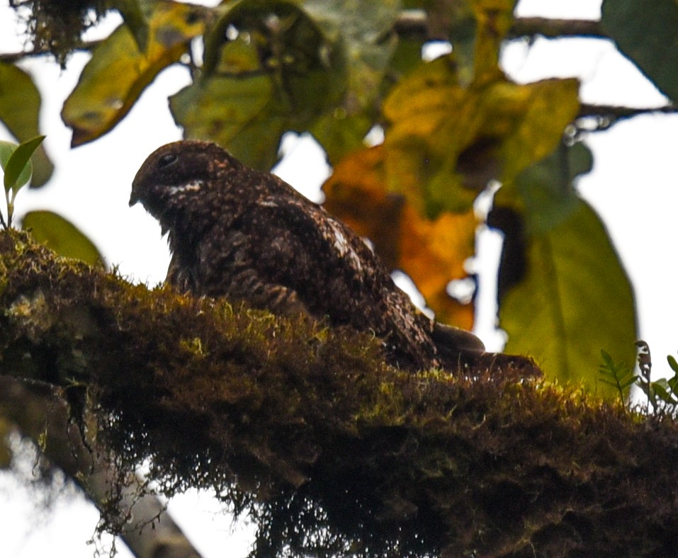 Rufous-bellied Nighthawk - ML616702168