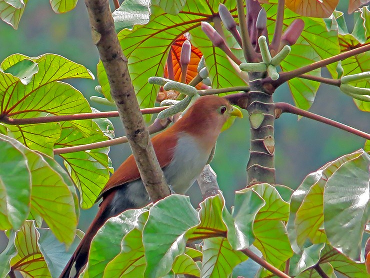 Squirrel Cuckoo - ML616702172