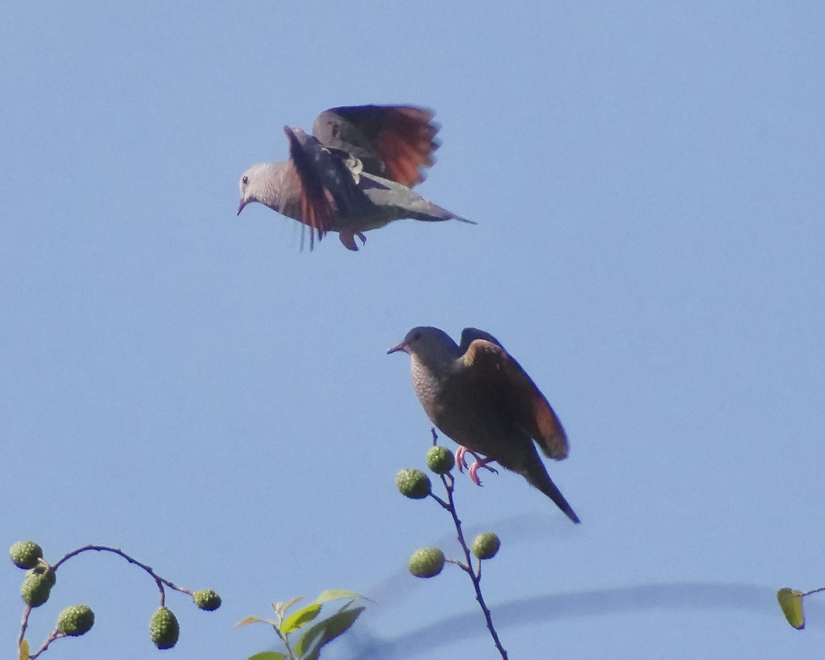 Common Ground Dove - ML616702195