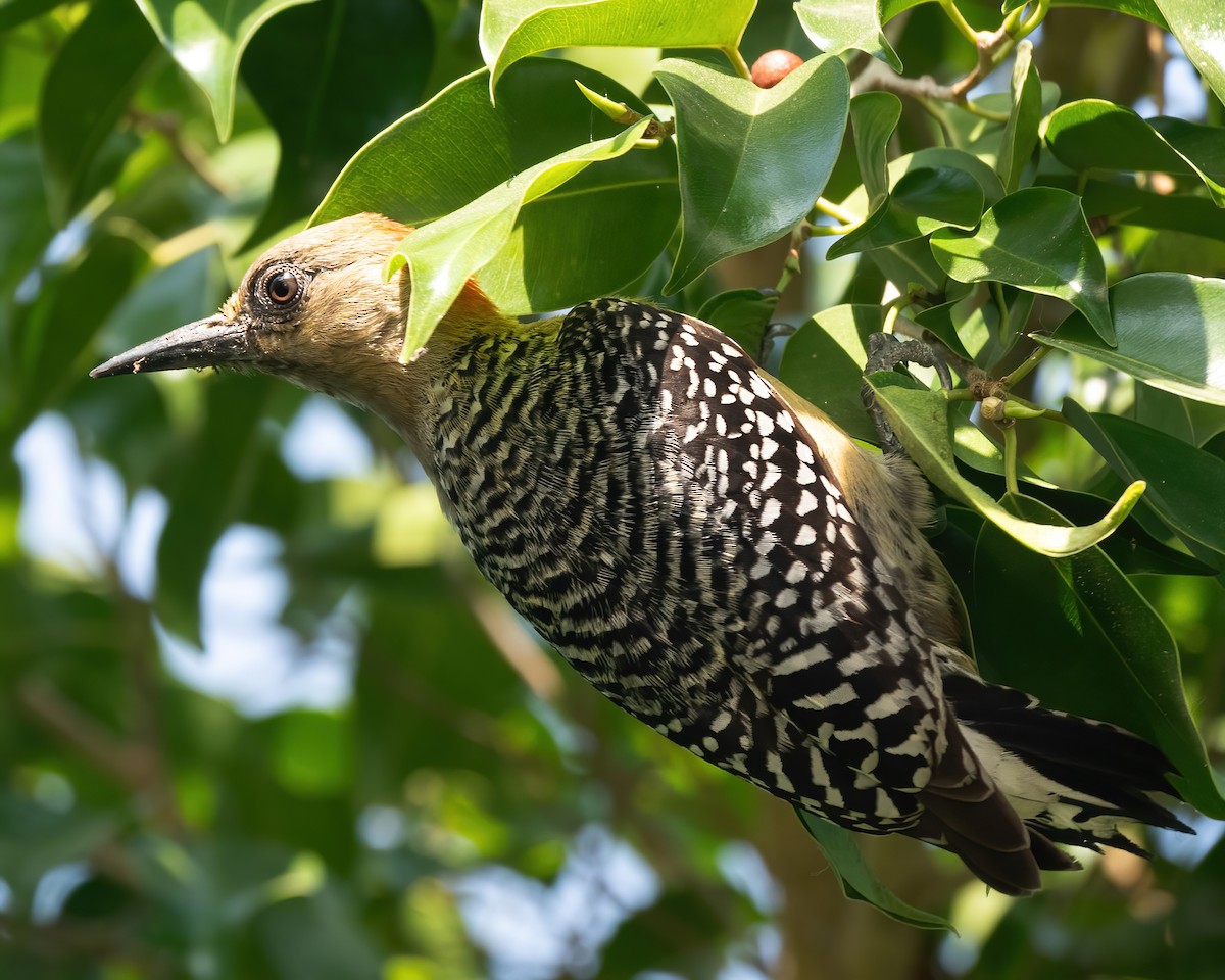 Red-crowned Woodpecker - ML616702221