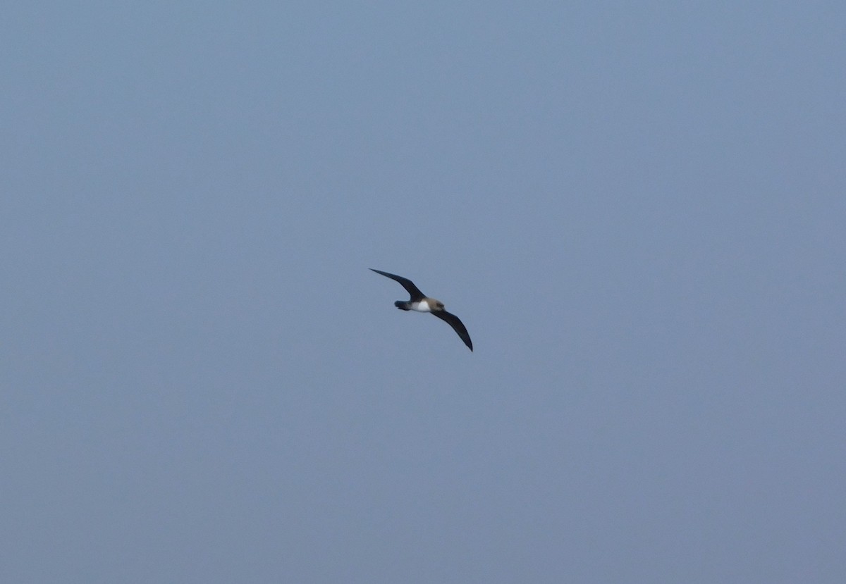 Atlantic Petrel - ML616702250